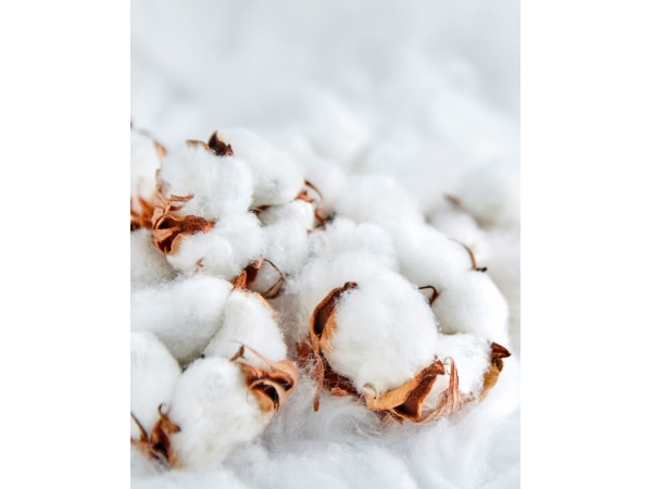 Características Colchón Natural Cotton